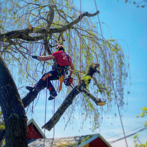 Alpintechikás favágás Tatabánya