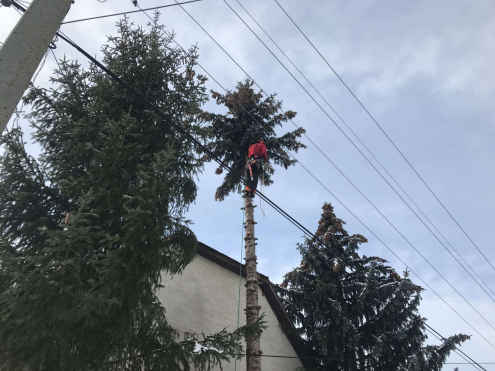 Alpintechnikás Fakivágás Gyermely