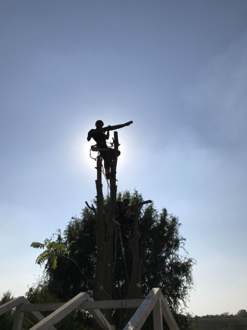 Alpintechnikás fakivágás Telki