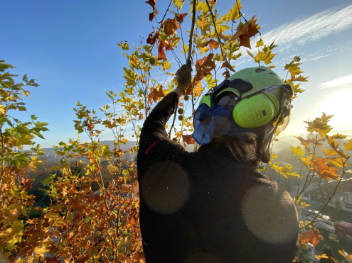 Faápolás Biatorbágy