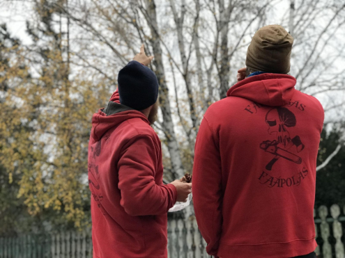 Faápolás alpintechnikával Érd