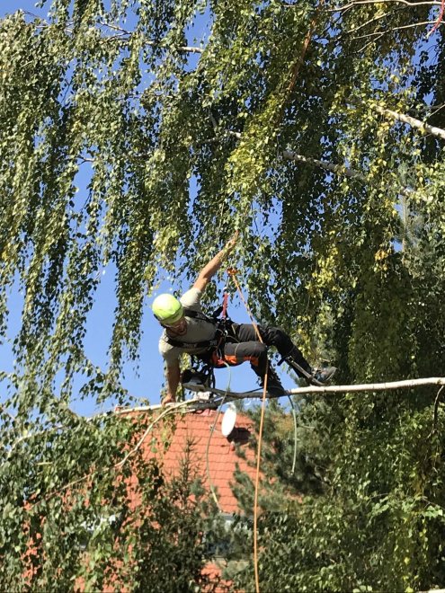 Faápolás alpintechnikával