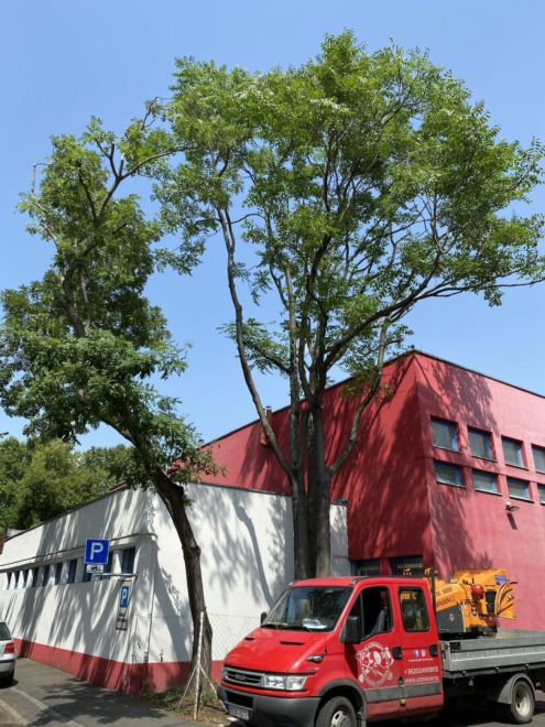 Faápolás Budapest 11. kerület