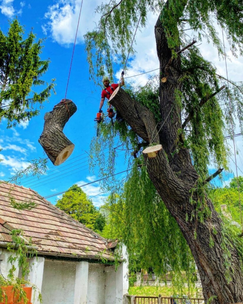 Fakivágás Alcsútdoboz