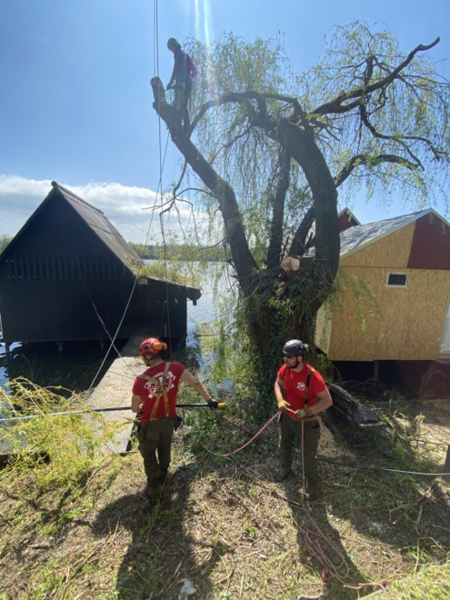 Fakivágás Alpintechinával Tatabánya