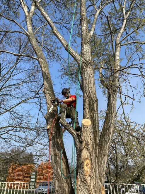 Fakivágás alpintechinkával Budapest 14. kerület