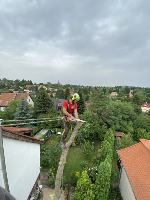 Fakivágás alpintechinkával Budapest 2. kerület