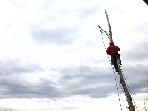 Fakivágás Árak Biatorbágy