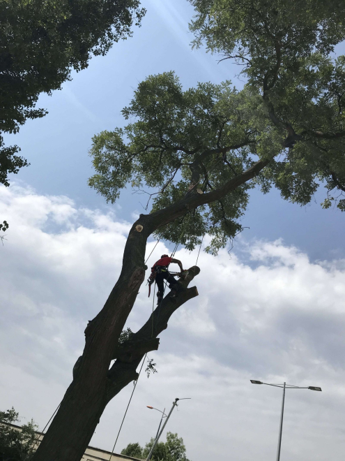 Fakivágás Budapest