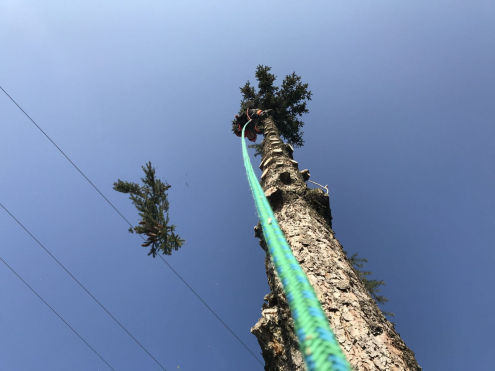 Fakivágás Alpintechnikával Dunakeszi