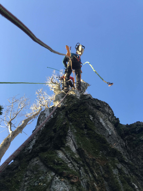 Fakivágás Alpintechnikával Érd