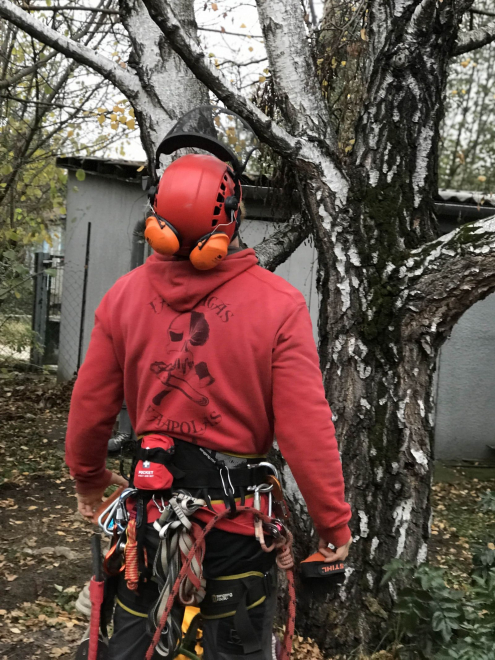 Fakivágás alpintechnikával Érd