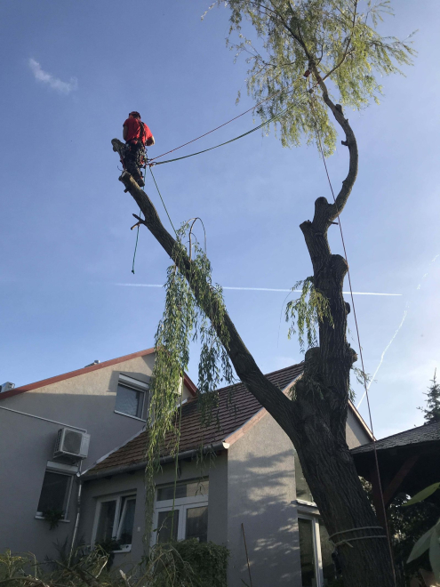 Fakivágás alpintechnikával Mocsa