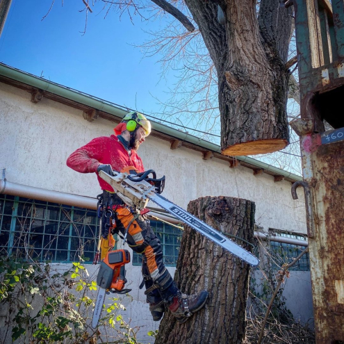 Fakivágás alpintechnikával Székesfehérvár