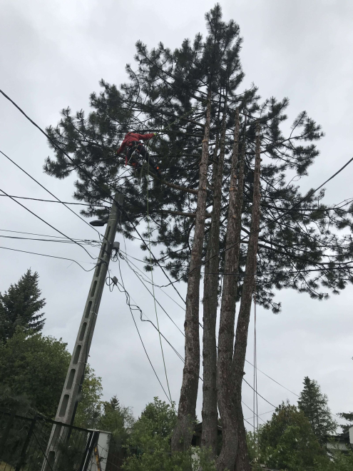 Fakivágás alpintechnikával Telki