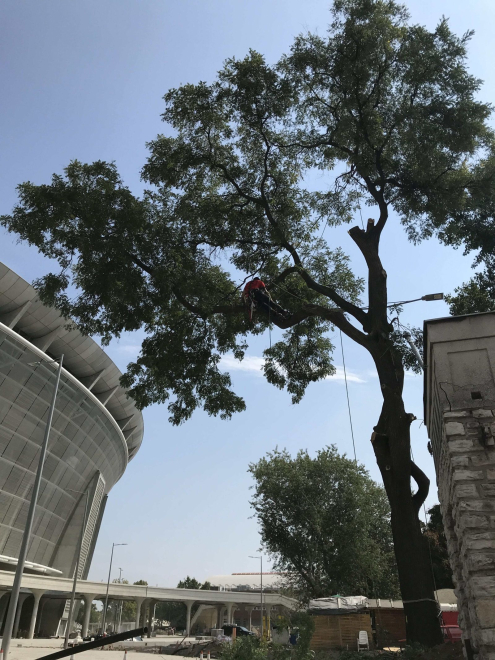 Fakivágás Alpintechnikával Budapest