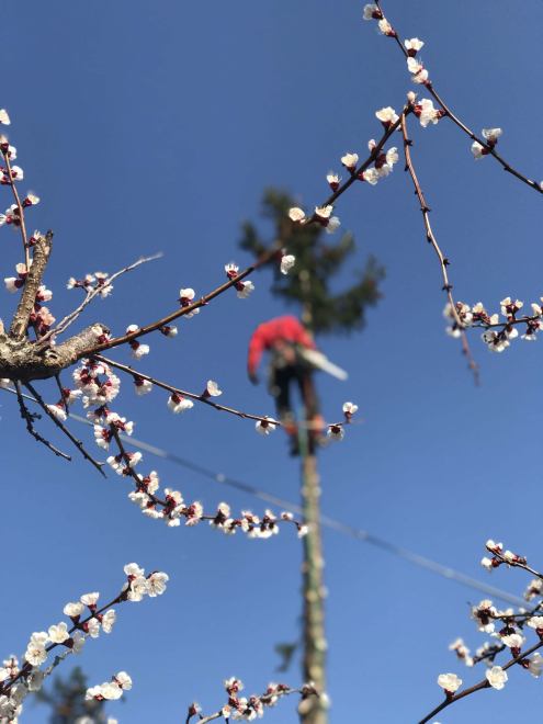 Fakivágás ár Dunakeszi