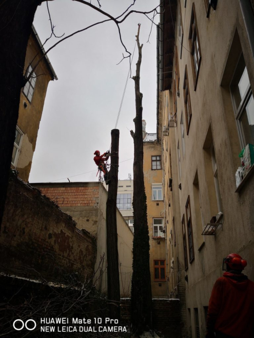 Fakivágás ára Budapest