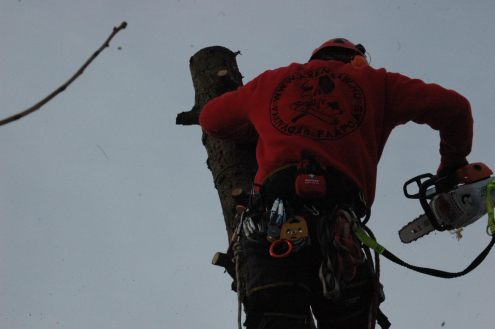 Fakivágás ára Gyermely