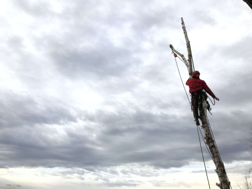 Fakivágás alpintechnikával Biatorbágy