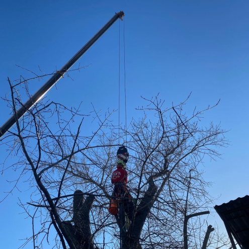 Fakivágás Árak székesfehérvár