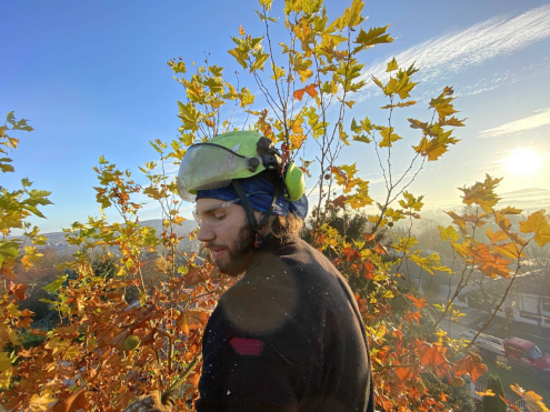 Fakivágás biatorbágy