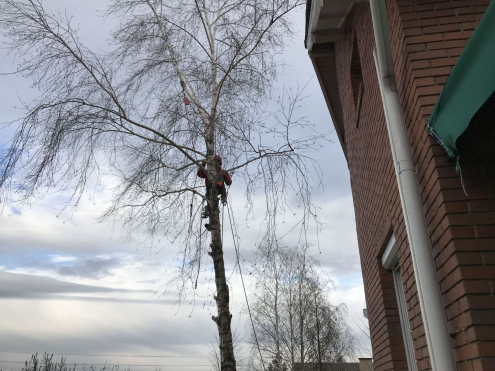 Fakivágás Biatorbágy