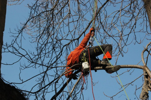 Fakivágás Budapesten