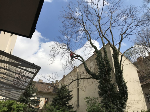 Fakivágás Budapest