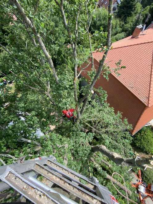 Fakivágás Budapest 2. kerület