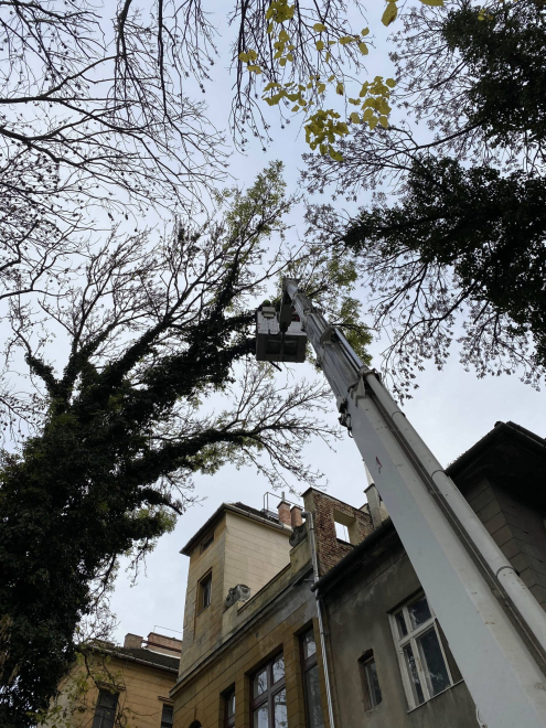 Fakivágás Budapest