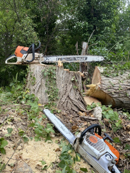 Fakivágás Budapest 3. kerület