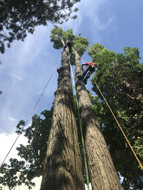 Veszélyes Fakivágás Budapest
