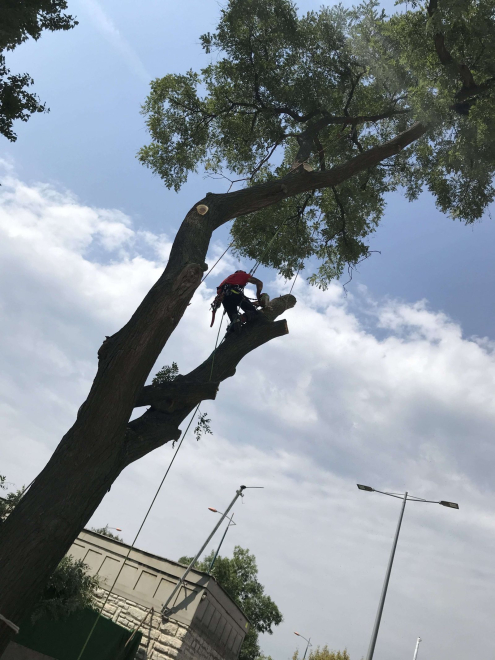 Fakivágás ár Budapest