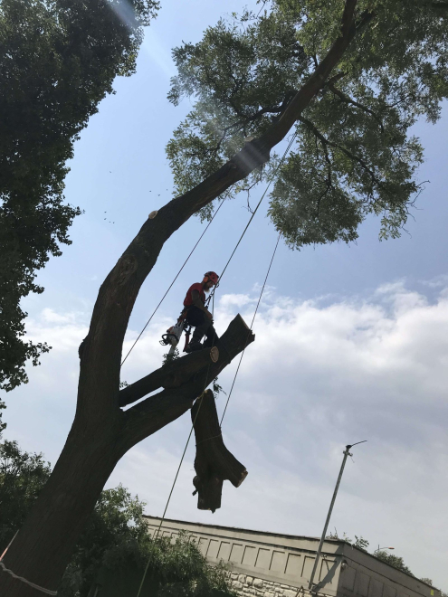 Fakivágás Budapest(1)