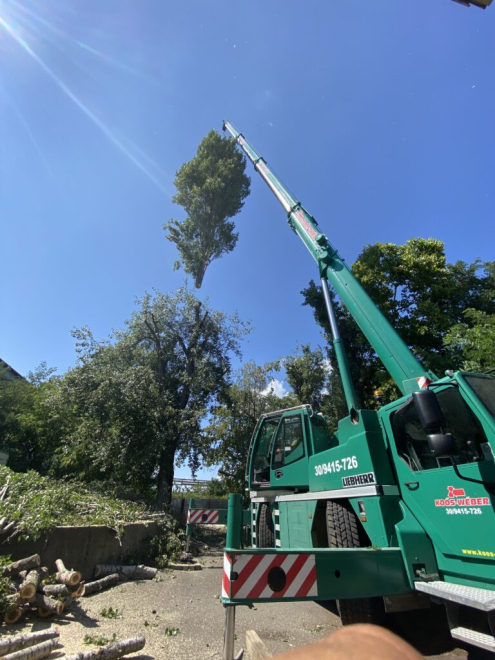 Fakivágás Csepel