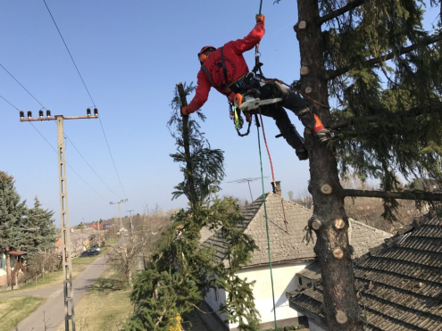 Fakivágás Dunakeszi