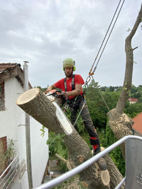 Fakivágás Hüvösvölgy