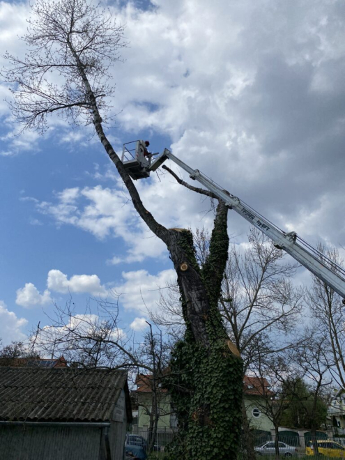 Fakivágás kosaras emelővel Zugló