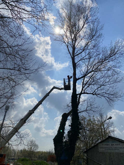 Fakivágás Kosaras emelővel 14. kerület
