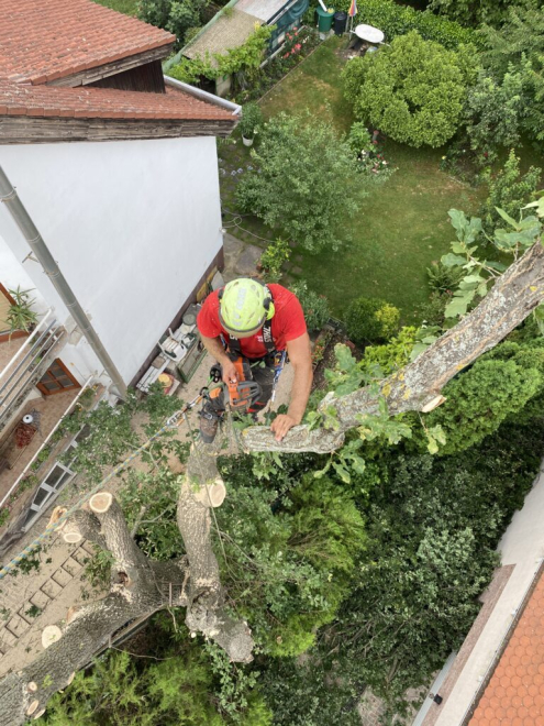 Fakivágás kosaras emelővel Budapest 2, kerület