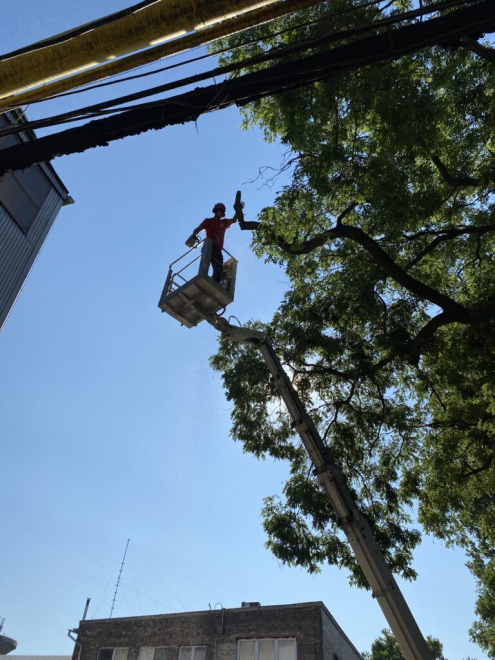 Fakivágás kosaras emelővel Budapest 21. kerület