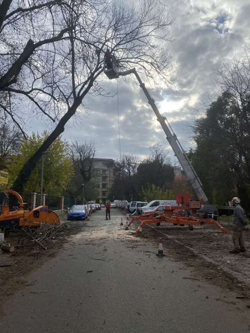 Fakivágás kosaras emelővel Budapesten