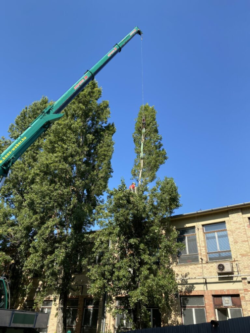 Fakivágás kosaras emelővel Csepel