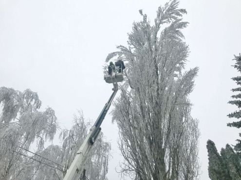 Fakivágás Kosaras emelővel Érd