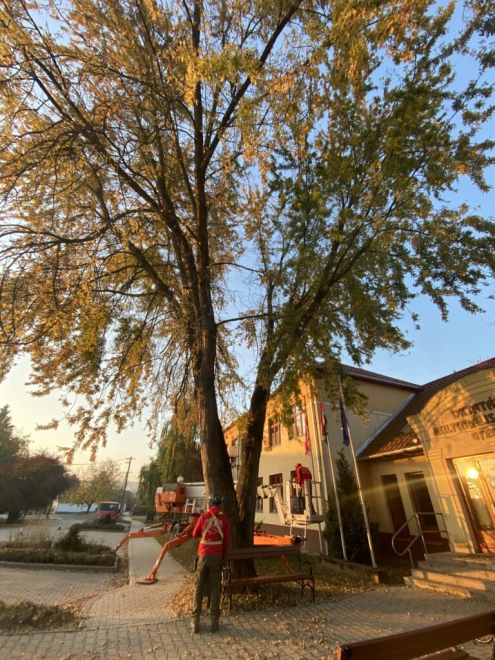 Fakivágás kosaras emelővel Gyermely