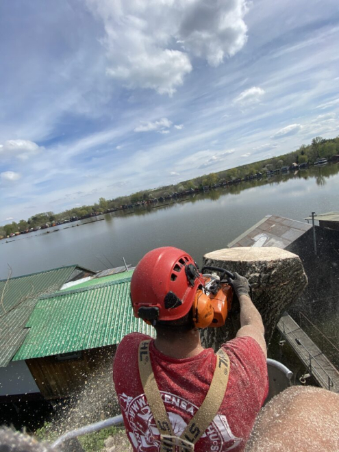 Fakivágás kosárból Tatabánya