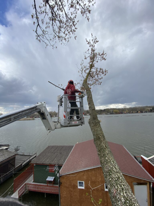 Fakivágás kötél-technikával Tatabánya