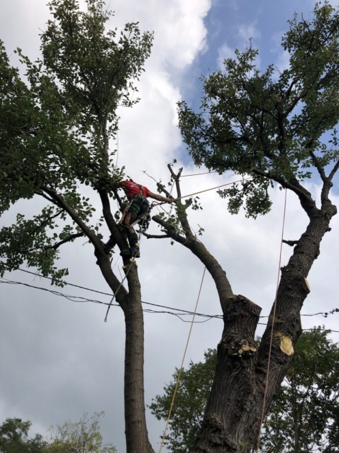 Pátyi Favágó cég