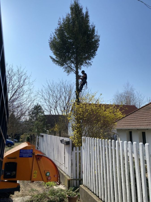 Bakonykúti fakivágás